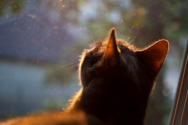 -意甲 VAR 裁判判罚一致性对赛果稳定性影响，var裁判是什么