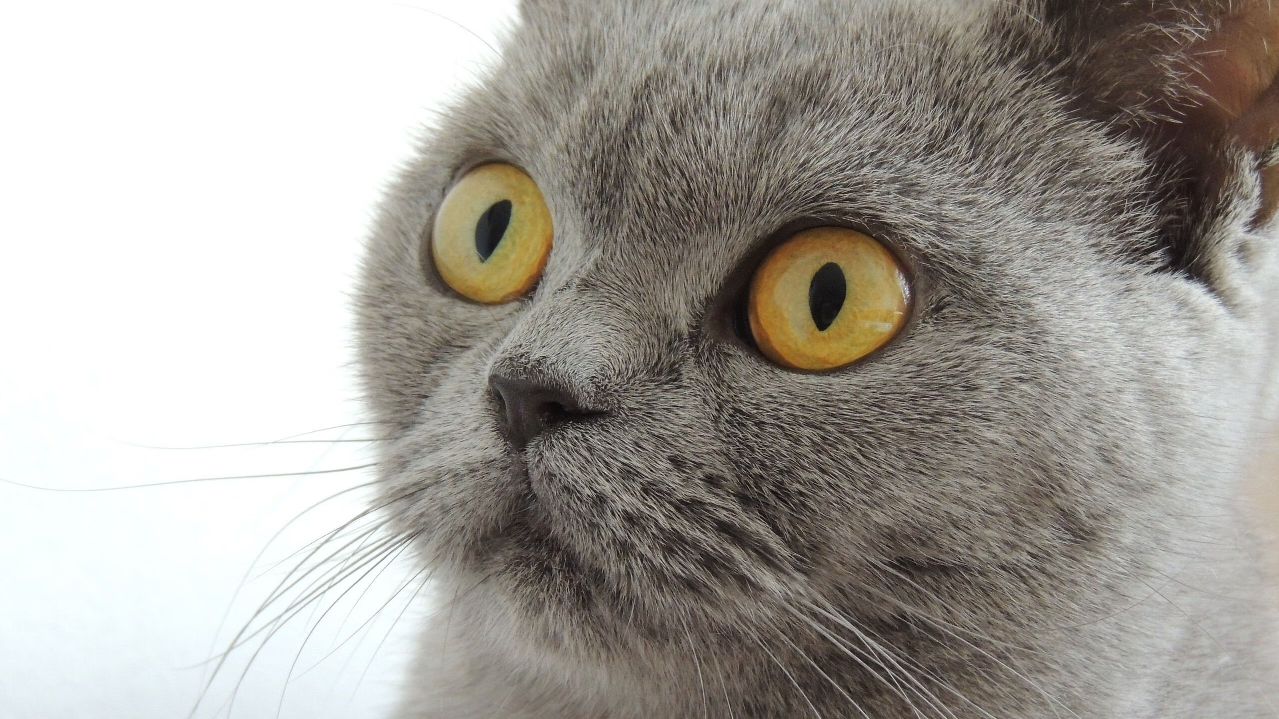 校园体育活动对学生人际关系的影响研究，学校体育对学生社会适应能力的影响表现在哪些方面