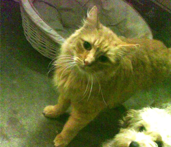 竞争的热潮：五大联赛中的焦点外援，五大联赛引援