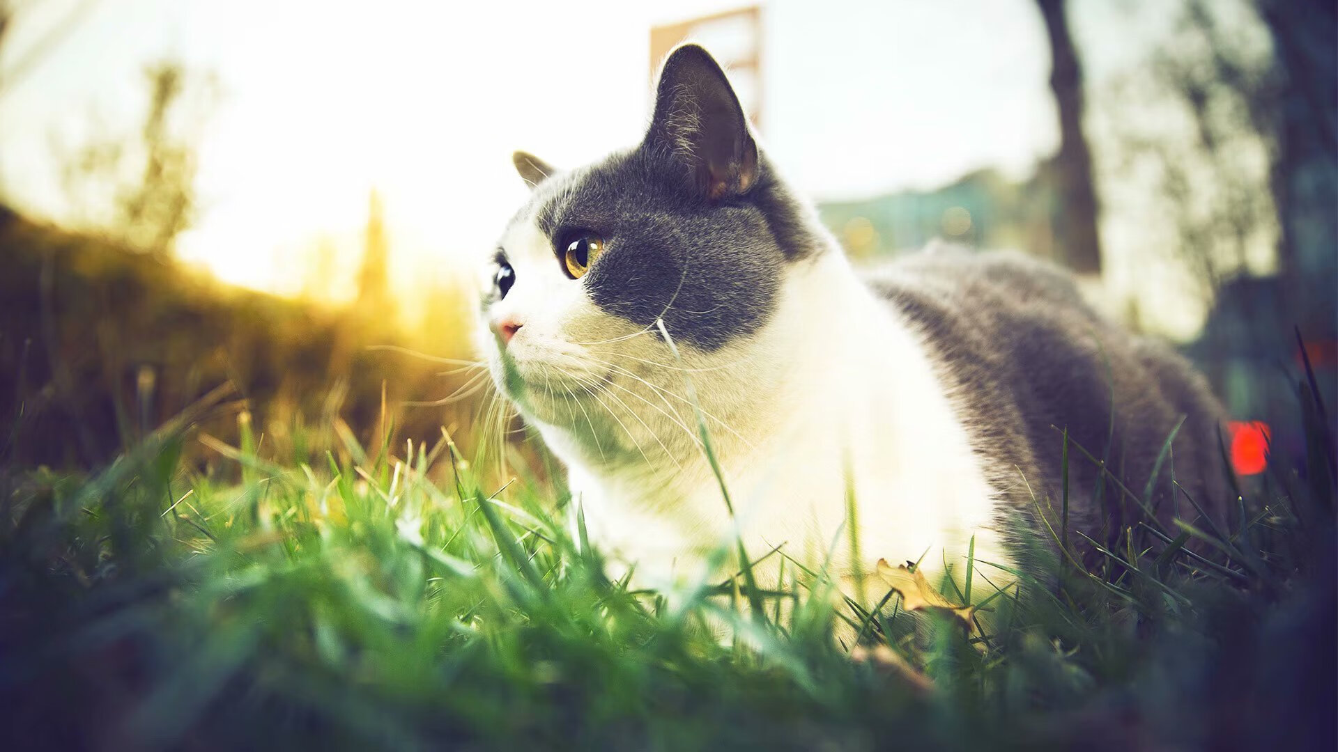 篮球运动员技术动作规范化训练研究，篮球专业技术动作