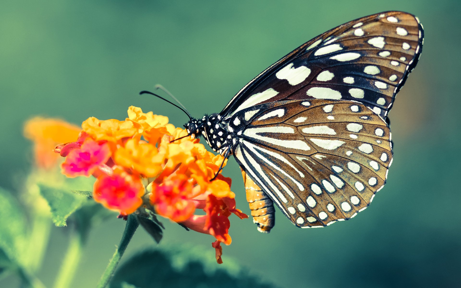 拜仁利用边后卫内收创造中路重叠优势，效力过拜仁的边后卫