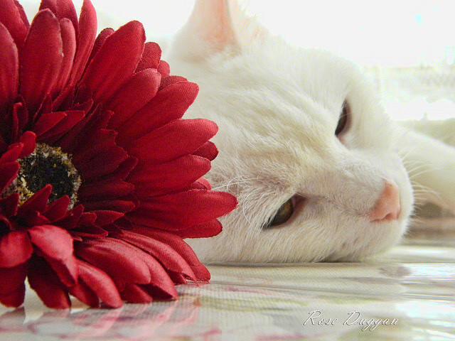 九游登录中心-青少年跑酷赛展示动作精准与身体协调，青少年跑酷体能训练