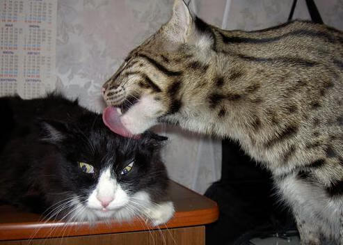 青少年跑酷赛展示动作精准与身体协调，青少年跑酷体能训练