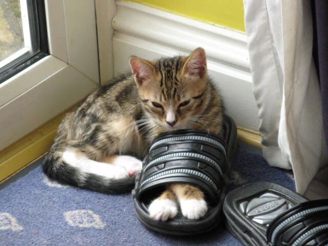 Jiu You-乌干达男篮在非洲预赛中奋勇前行，晋级之路无限光明