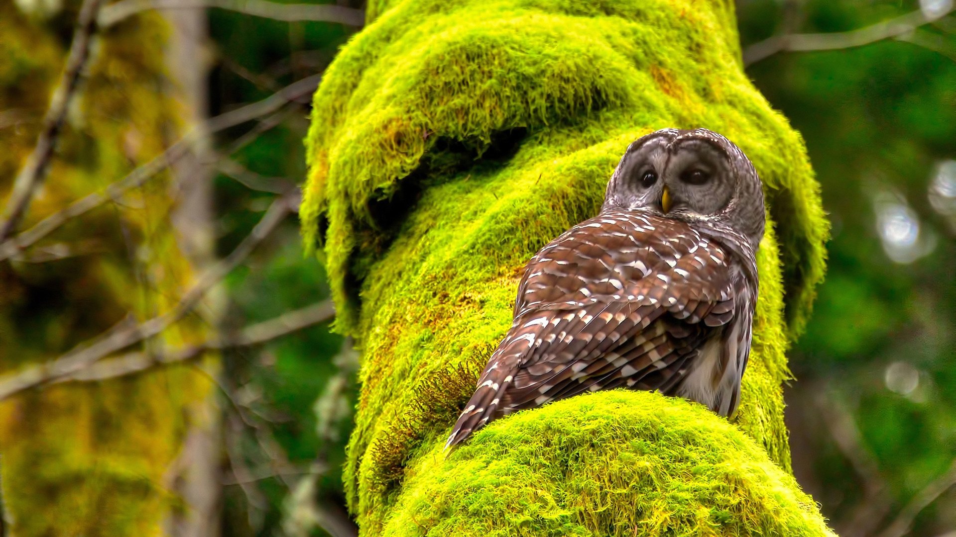 体育新闻中心公布体育赛事防疫常态化实施细则,体育赛事疫情防控方案及应急预案