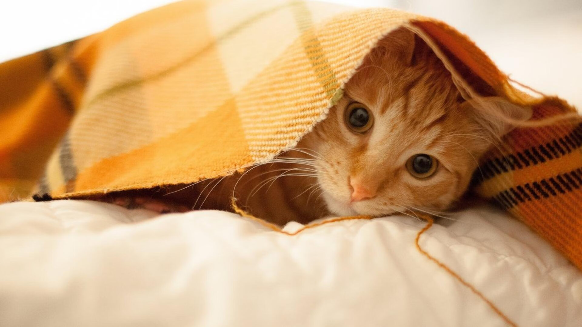 九游官网主页-国内外足球明星公益巡展持续进行，推广体育精神，国内外的足球明星有哪些