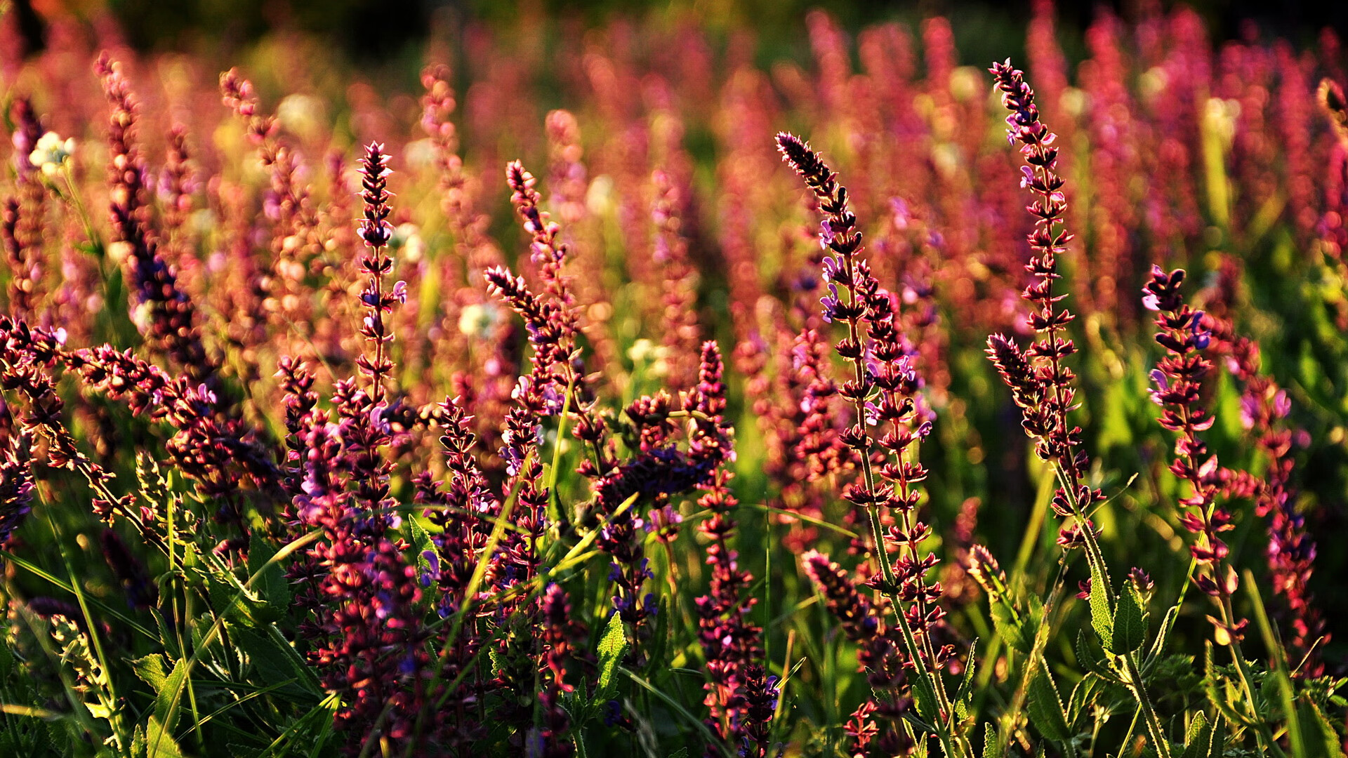 阿莱克西:短距离靠的是精度与节奏,阿莱克西奇